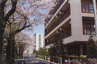施設前桜並木の風景