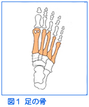 図１　足の骨